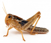 locust